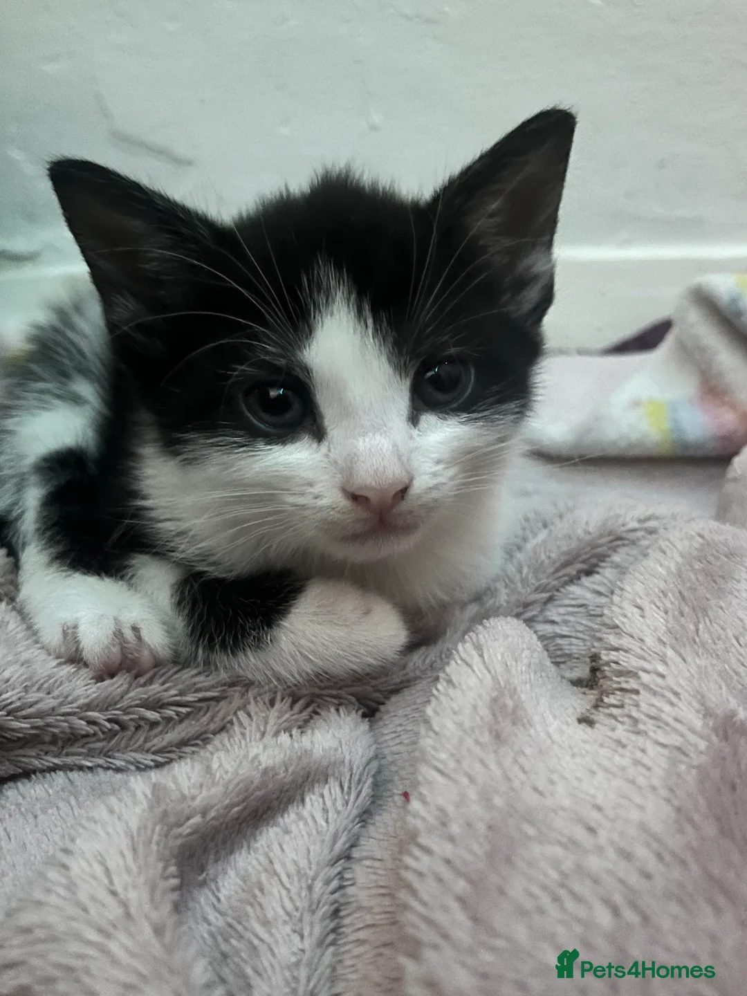 Mixed Breed cats for sale: CUTE KITTENS FOR SALE - Advert 11