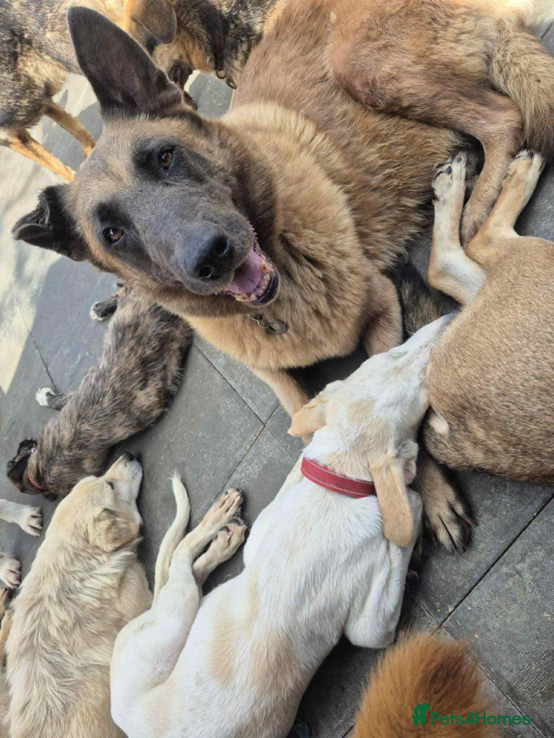 Mixed Breed dogs for adoption: Ava. Norwich Norfolk  - Image 9