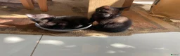 Mixed Breed cats for sale: Friendly and cuddly kittens 8 weeks in Swindon - Advert 13