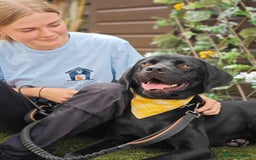 Mixed Breed dogs for adoption: Bentley - Image 4