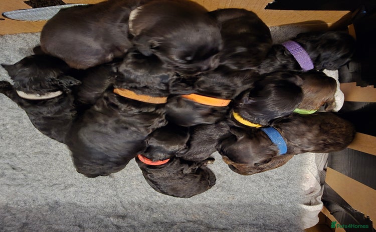 Shihpoo dogs Adorable Shihpoo's Looking for Forever Home 🐶🐾 - Advert 9