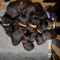 Shihpoo dogs - Advert 6