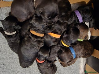 Shihpoo dogs Adorable Shihpoo's Looking for Forever Home 🐶🐾 - Advert 6