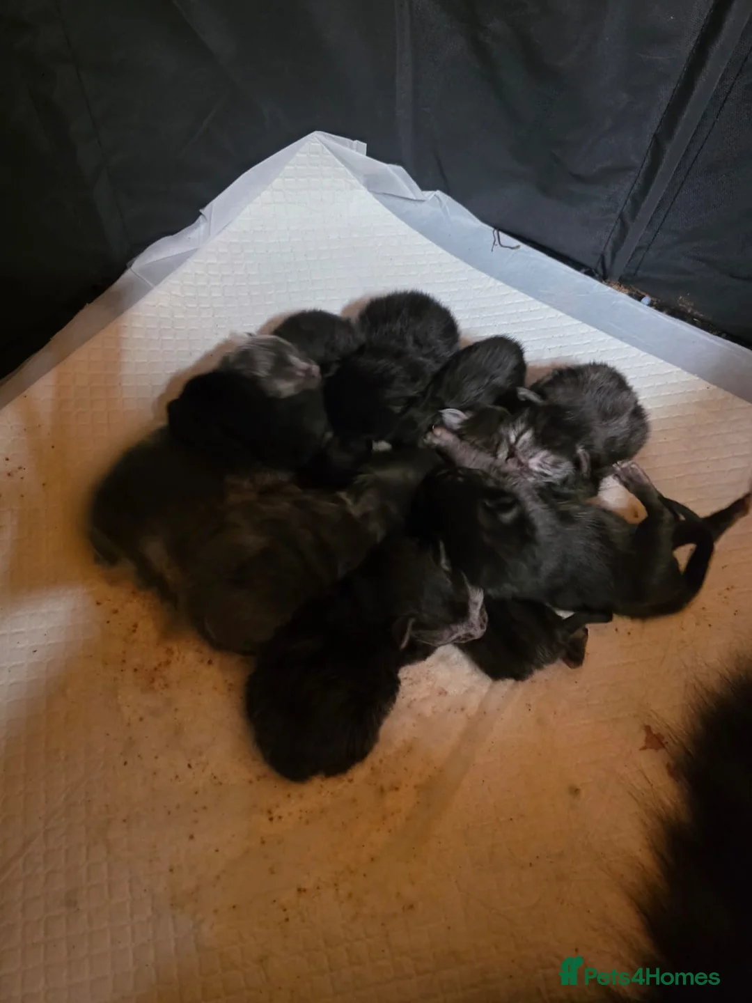 Maine Coon cats for sale: Pure Breed Maine Coone Kittens - Advert 2