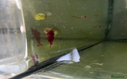 Shrimps fish for sale: Red/crystal red shrimps also baby guppies for sale - Image 1