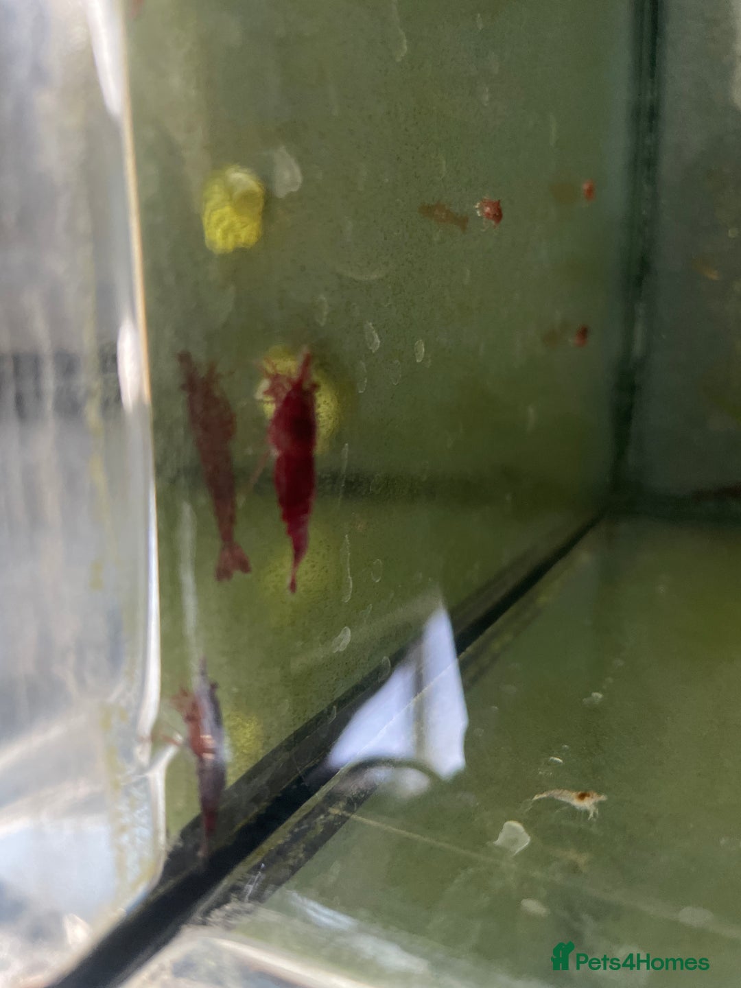 Shrimps fish for sale: Red/crystal red shrimps also baby guppies for sale - Image 1