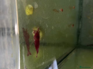 Shrimps fish - Advert 13