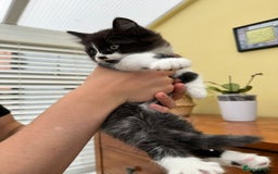 Maine Coon cats for sale: Maine coon xxx - Image 9