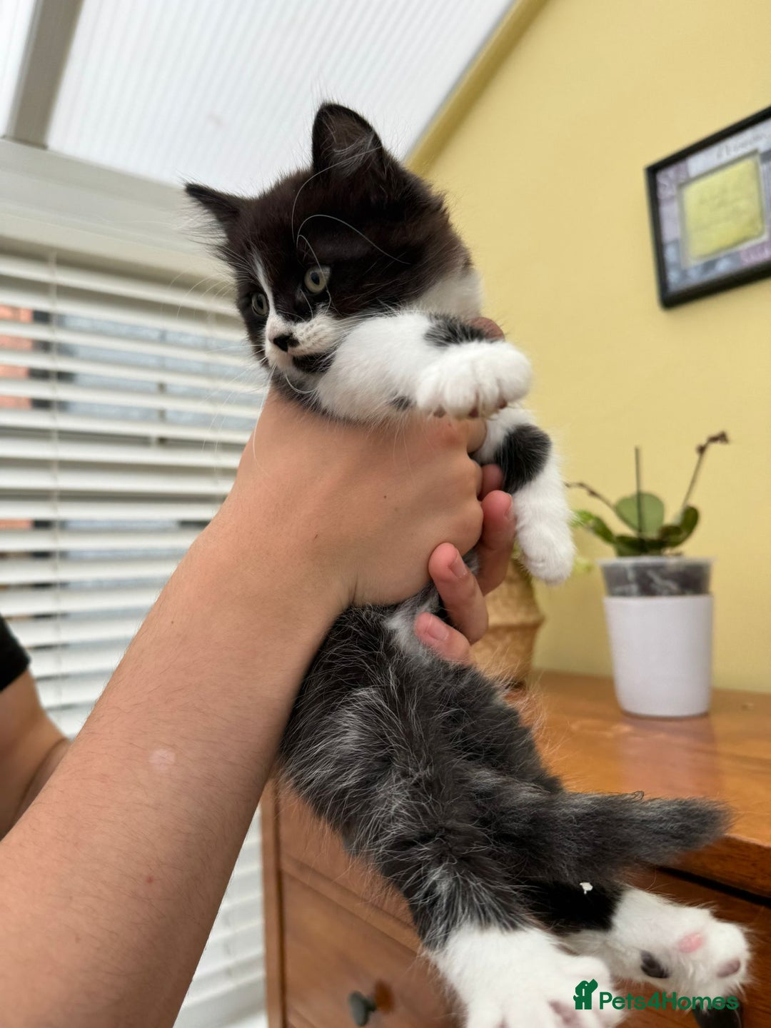 Maine Coon cats for sale: Maine coon xxx - Image 9