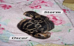 Mixed Breed cats for sale: 2 cute boys Russian blue and Bengal mix  - Advert 2