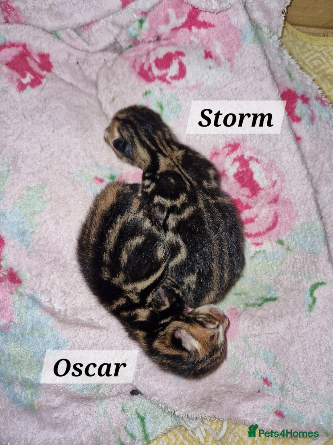 Mixed Breed cats for sale: 2 cute boys Russian blue and Bengal mix  - Advert 2