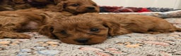 Cavapoo dogs for sale: Gorgeous Red Cavapoo Puppies - Advert 12