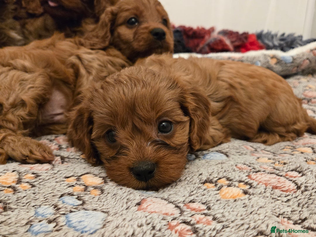 Cavapoo dogs for sale: Gorgeous Red Cavapoo Puppies - Advert 12