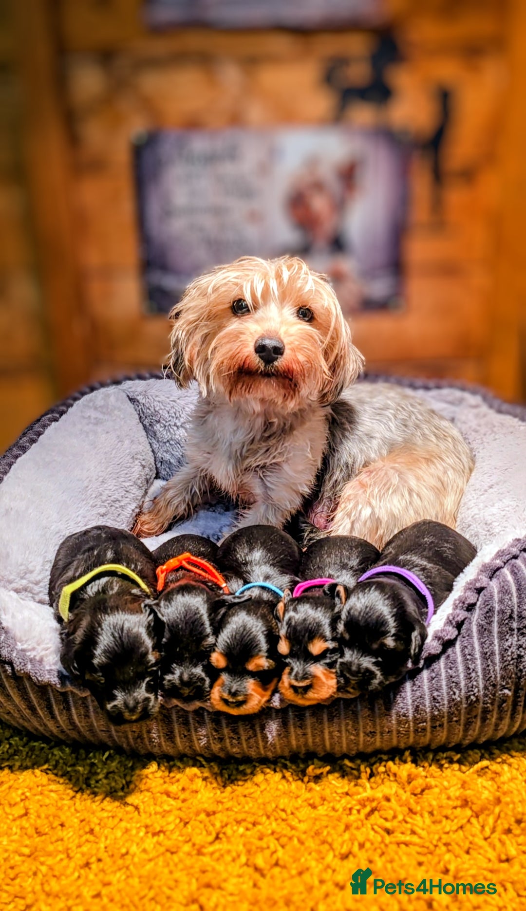 Yorkiepoo dogs for sale: GENUINE F1 YORKIEPOO PUPPIES  - Advert 14