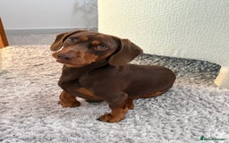 Mixed Breed dogs for stud: Meet Wilbur – Our 1/1 Cocker Spaniel x Dachshund - Image 2