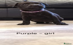 Mixed Breed dogs for sale: Ready in 11 days! 9x LABRADOR X STAFFY  - Image 17