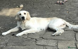 Golden Retriever dogs for sale: Beautiful golden girl for sale - Image 1