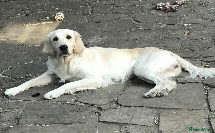 Golden Retriever dogs - Advert 15