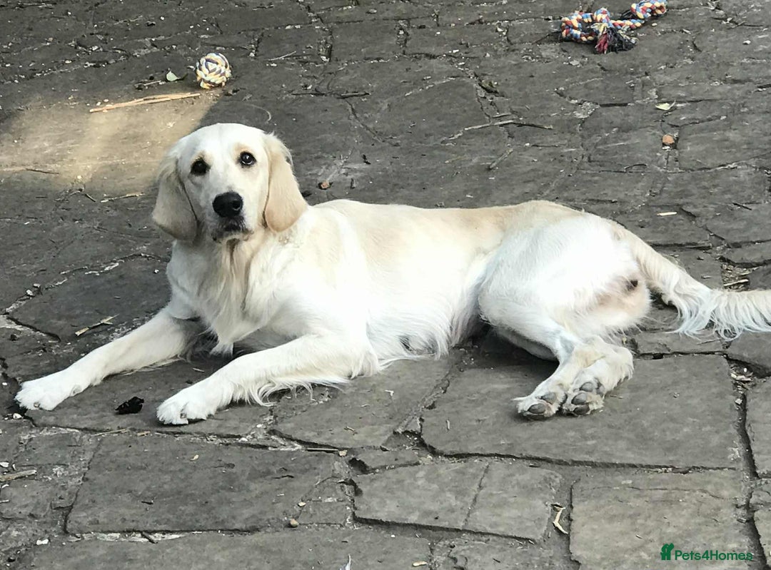 Golden Retriever dogs for sale: Beautiful golden girl for sale - Image 1