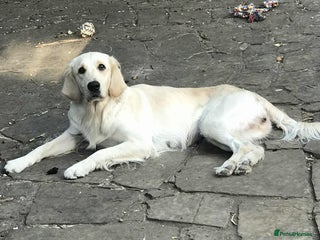 Golden Retriever dogs - Advert 17