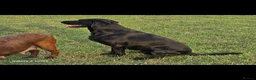 Labrador Retriever dogs for sale: KC REG STUNNING BLACK LITTER HEALTH TESTED PARENTS - Advert 14
