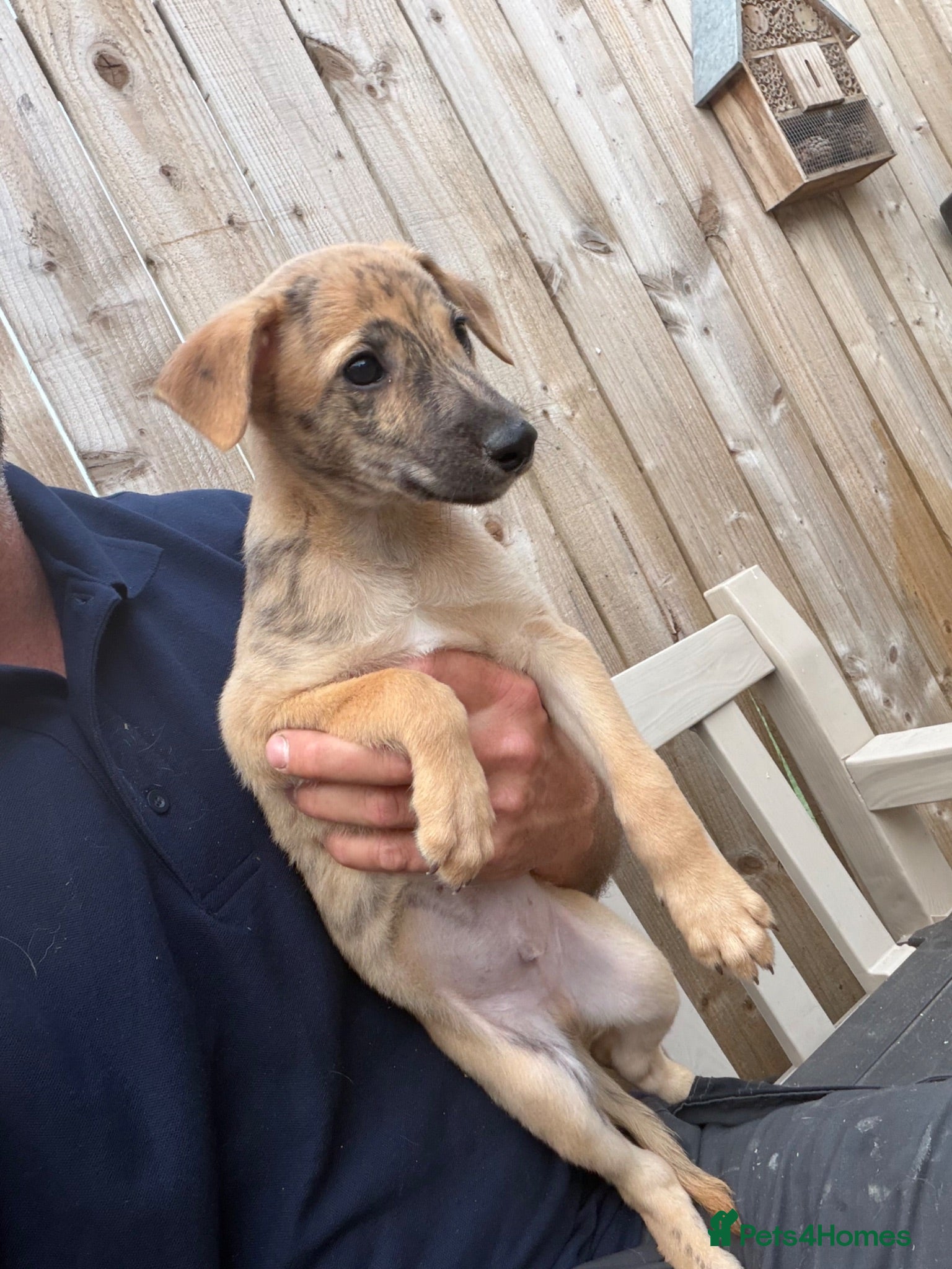 Lurcher dogs Genuine 3/4 whippet 1/4 collie pups for sale  - Advert 2