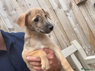 Lurcher dogs Genuine 3/4 whippet 1/4 collie pups for sale - Advert 2