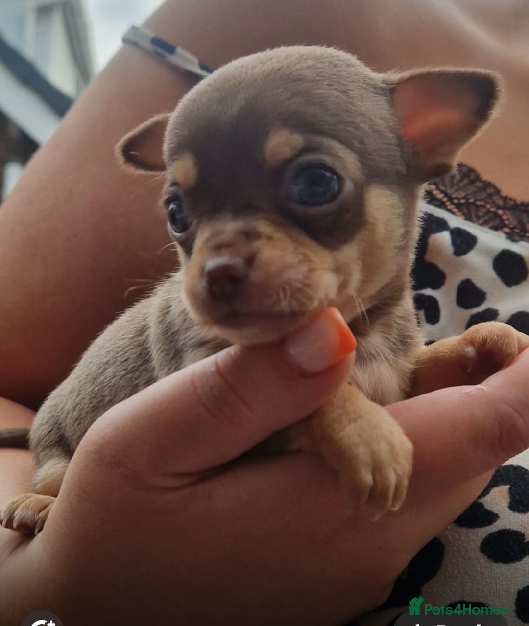 Chihuahua dogs for sale: Outstanding Chihuahua Puppies - Very small - Image 5