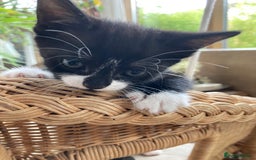 Mixed Breed cats for sale: 4 kittens  - Image 11