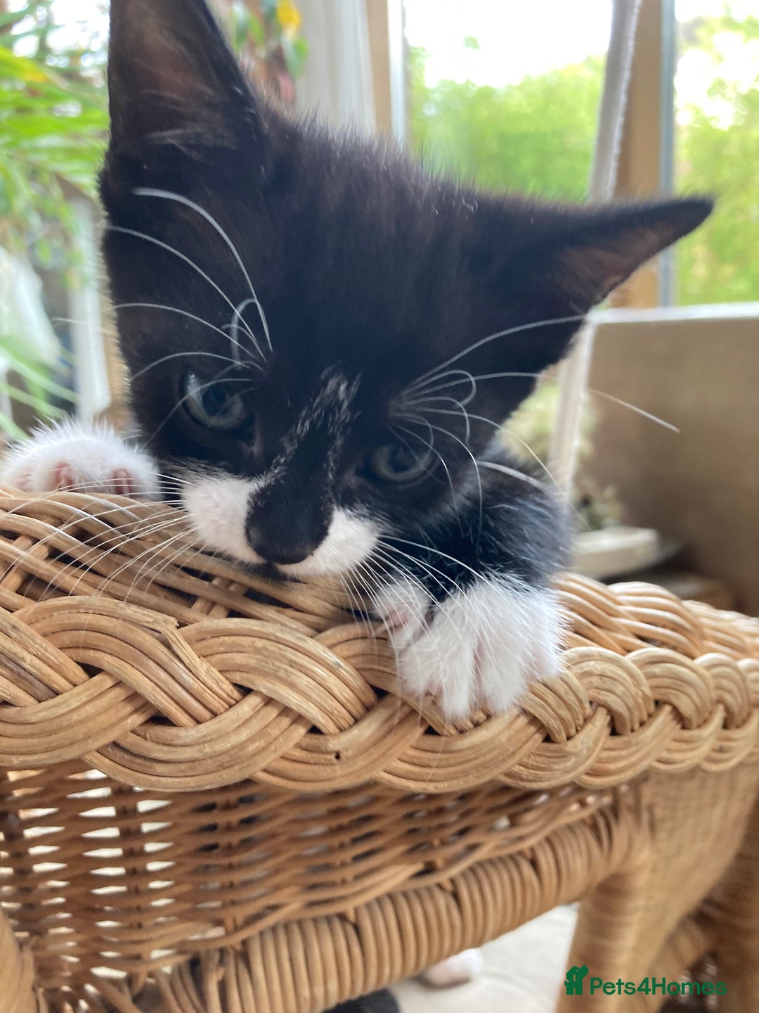 Mixed Breed cats for sale: 4 kittens  - Image 11