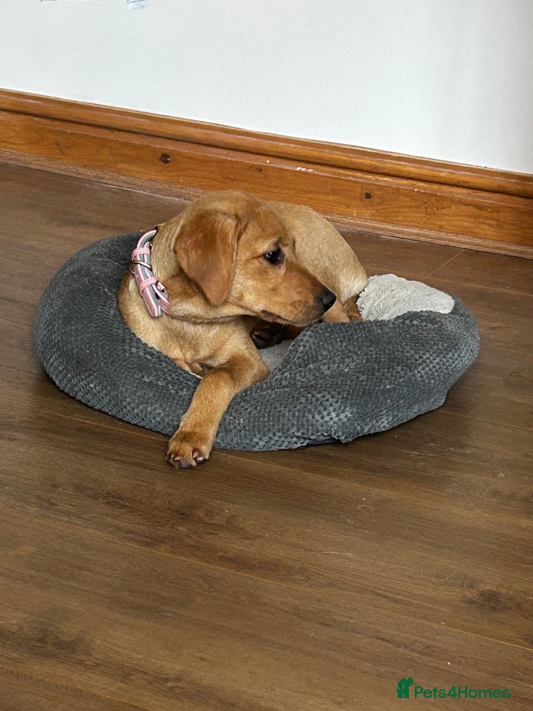 Labrador Retriever dogs for sale: Trained Labrador for sale  - Image 3