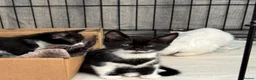 Mixed Breed cats for sale: 3 female kittens 2 - Advert 13