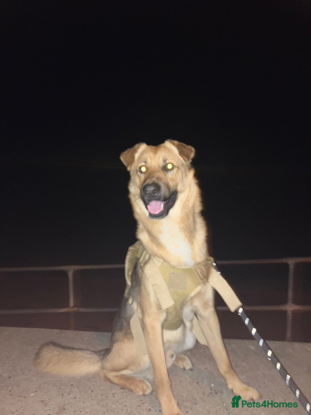 German Shepherd dogs for stud: GSDfor stud  - Image 2