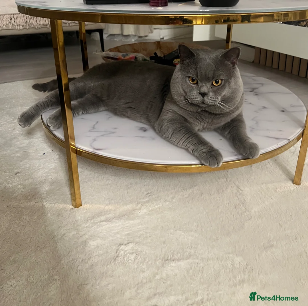 Mixed Breed cats for sale: Beautiful Russian Blue &British shorthair kitties  - Advert 9