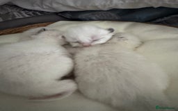 Ragdoll cats for sale: DNA tested Ragdoll Kittens - Image 5