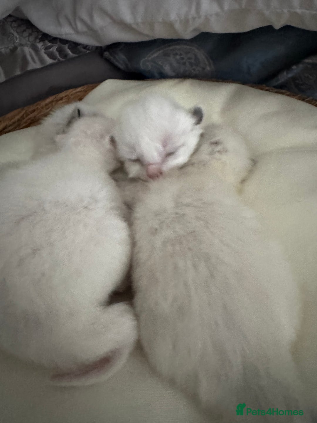 Ragdoll cats for sale: DNA tested Ragdoll Kittens - Image 5