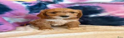 Cockapoo dogs for sale: HEALTH TESTED RED AND GOLD COCKAPOOS - Advert 2