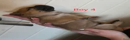 Mixed Breed dogs for sale: English Bull Chows in Basildon - Advert 17
