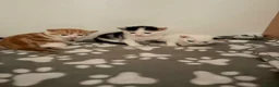 Mixed Breed cats for sale: Three adorable kittens  - Advert 3