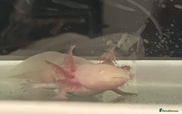 Axolotl reptiles for sale: Juvenile albino axolotls for sale  - Image 3