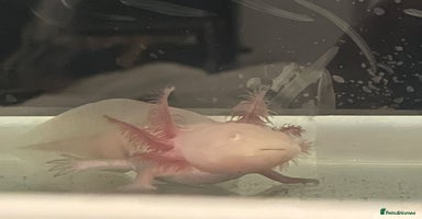 Axolotl reptiles - Advert 9