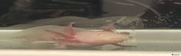 Axolotl reptiles for sale: Juvenile albino axolotls for sale  - Advert 3