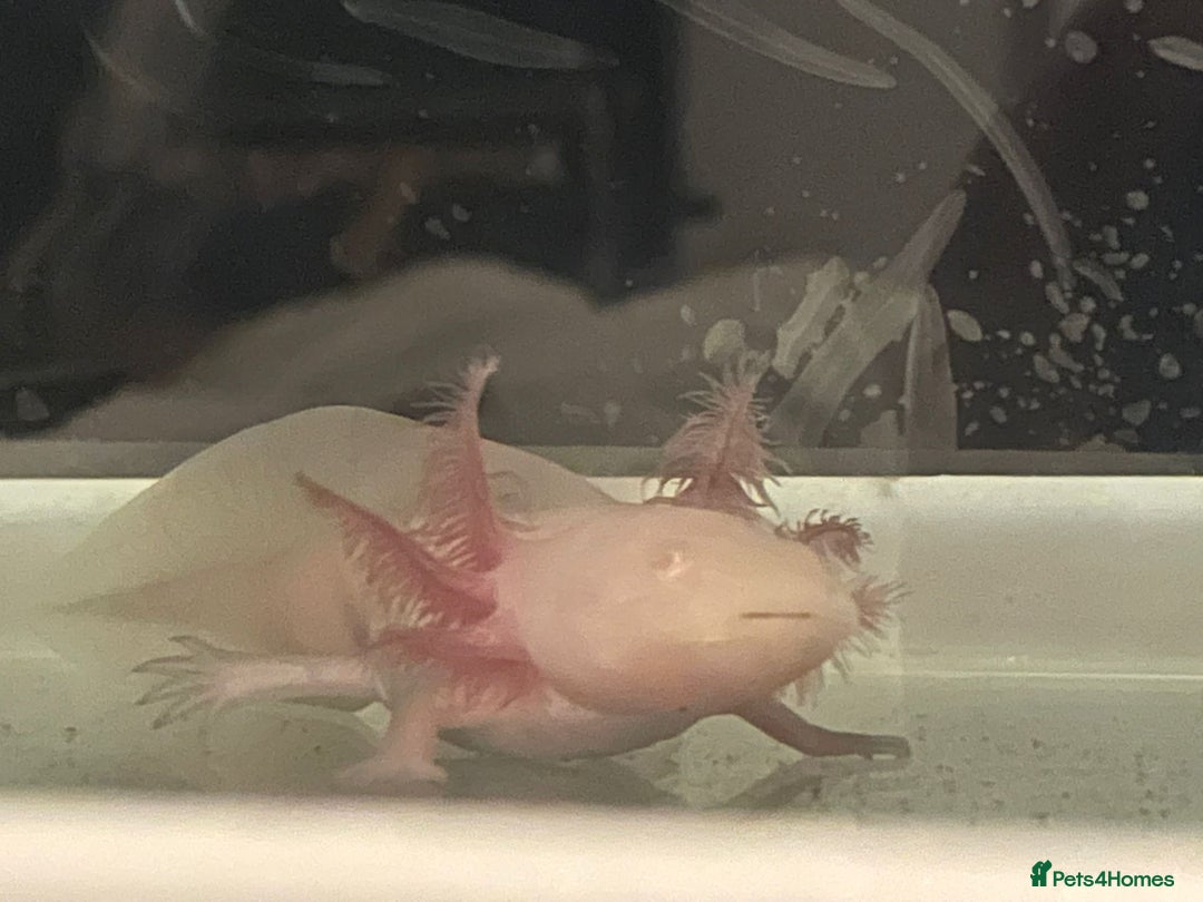 Axolotl reptiles for sale: Juvenile albino axolotls for sale  - Image 3