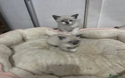 Snowshoe cats for sale: Three stunning snowshoe kittens  - Advert 5