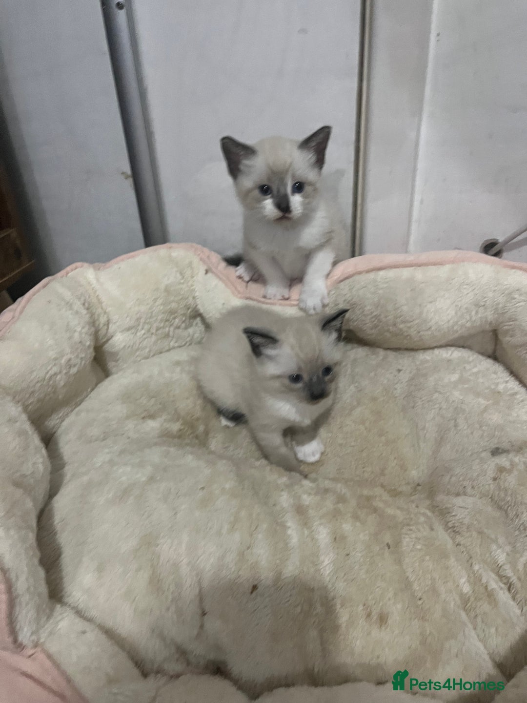 Snowshoe cats for sale: Three stunning snowshoe kittens  - Advert 5