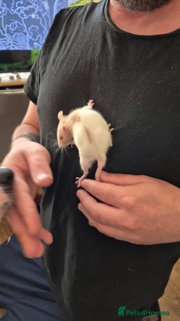 Rat rodents - Advert 16