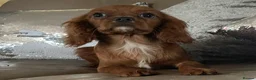 Cavalier King Charles Spaniel dogs for sale: Cavalier Ruby red male KC Registered - Advert 7