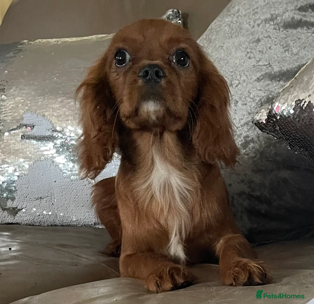 Cavalier King Charles Spaniel dogs for sale: Cavalier Ruby red male KC Registered - Advert 7