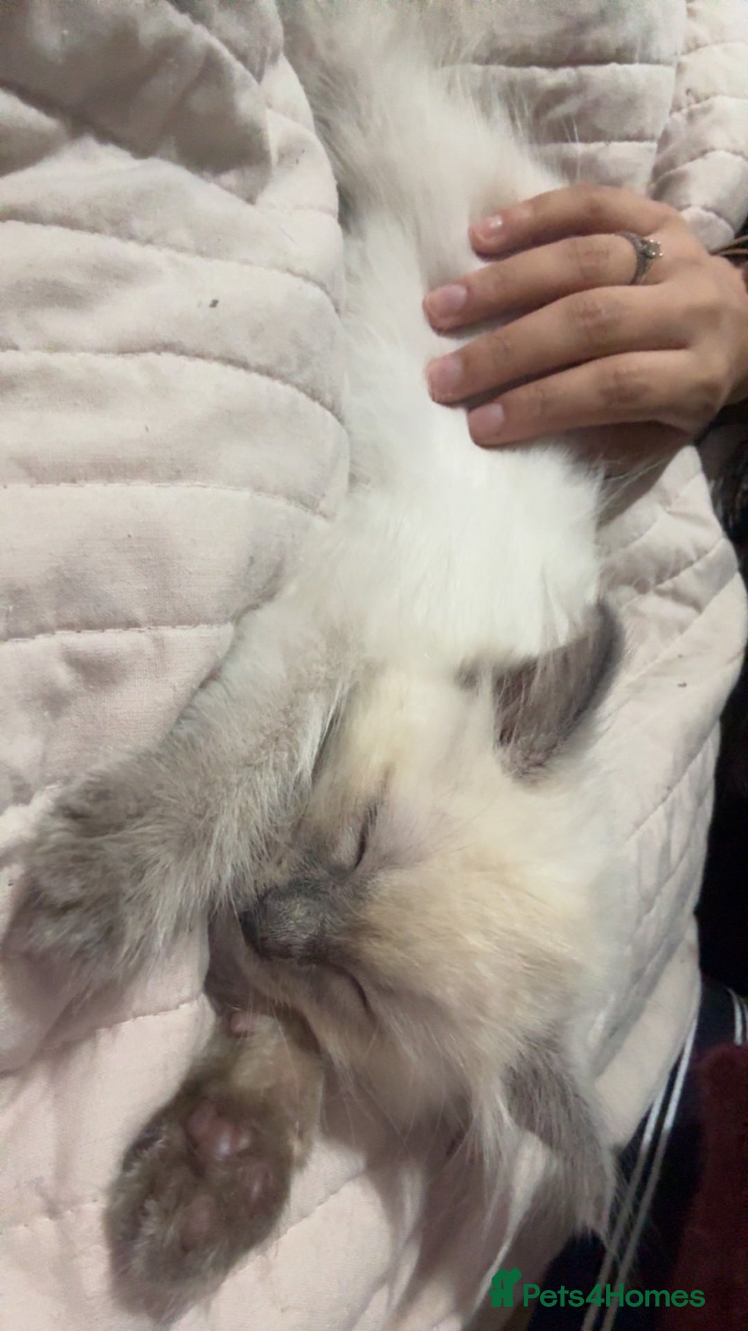 Ragdoll cats for sale: Male kitten for sale- leave asap - Advert 1