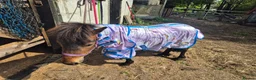 Dartmoor horses for sale: Dartmoor shetland pony  - Advert 4